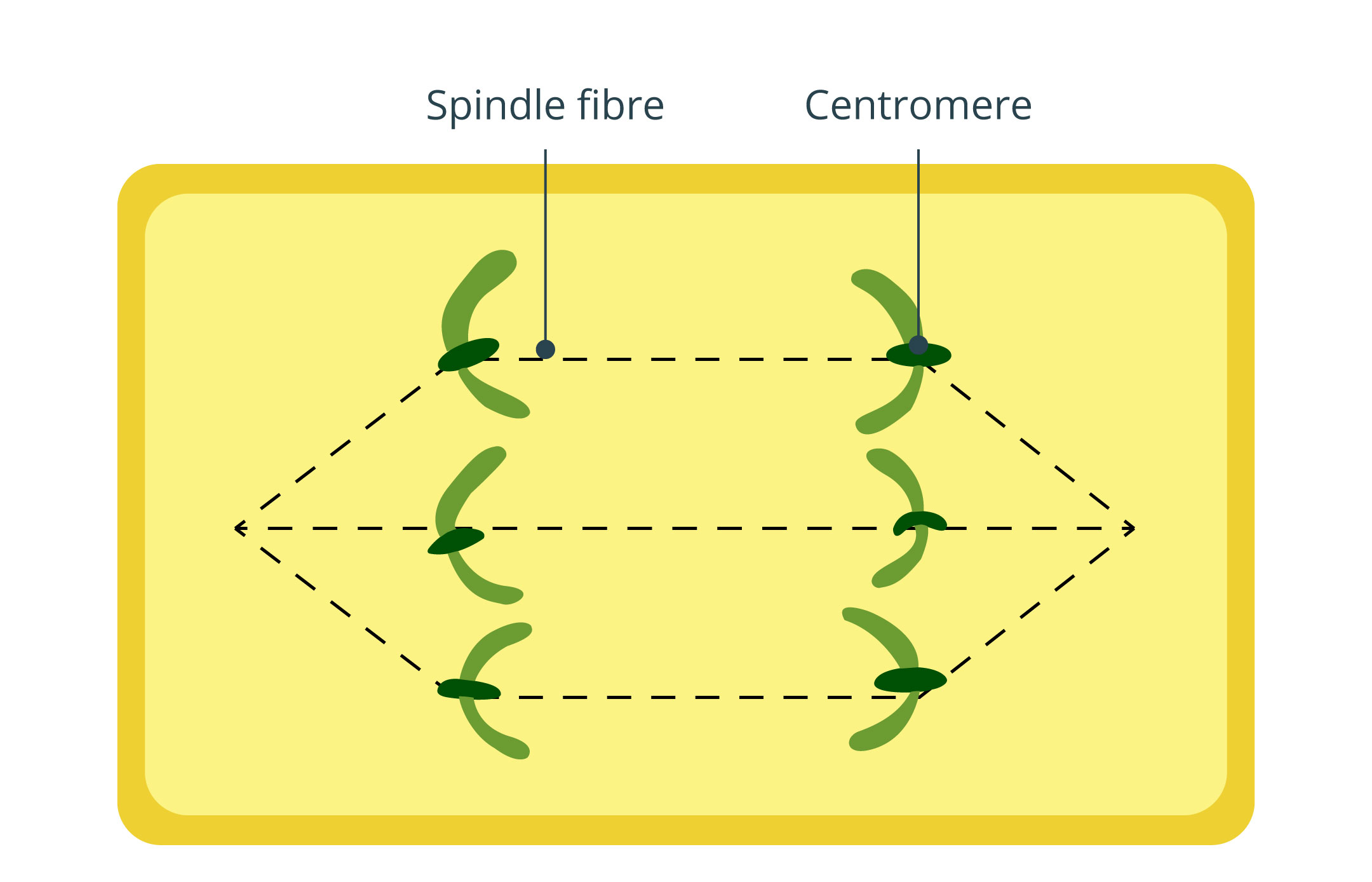 Cell anaphase diagram