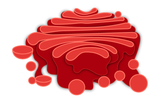 Golgi apparatus diagram