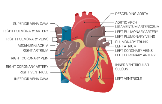 Anatomical heart diagram