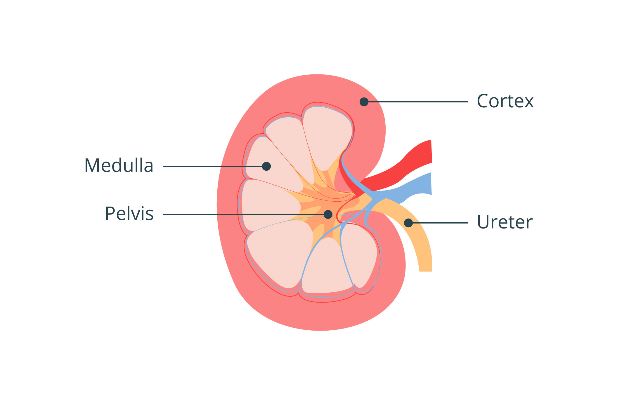 Kidney anatomical diagram