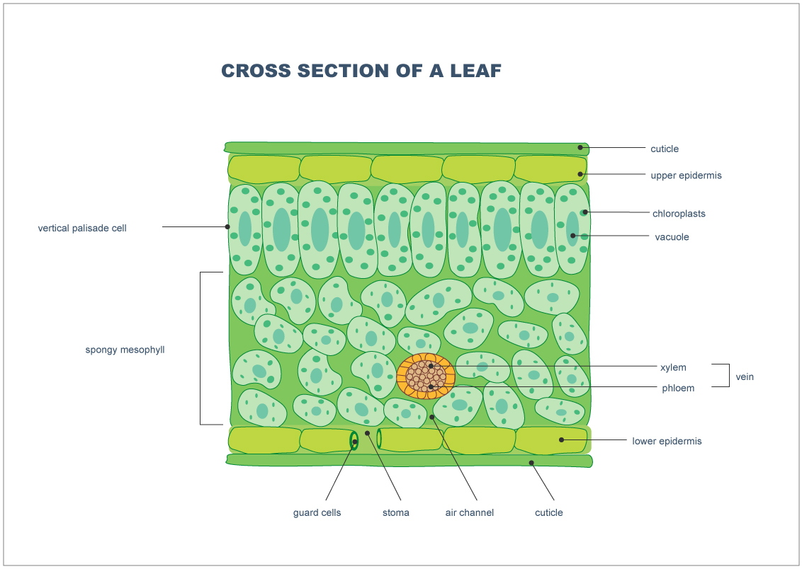 Leaf cross-section diagram